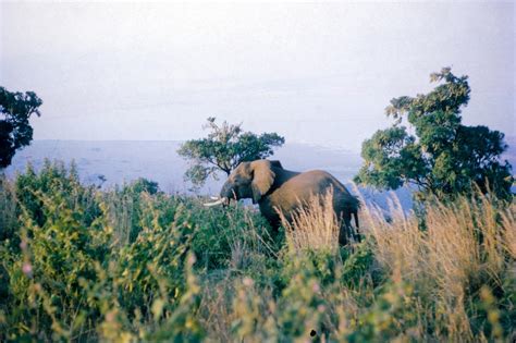 Buffaloes And Elephants Wildlife Of Ngorongoro Stories Of East