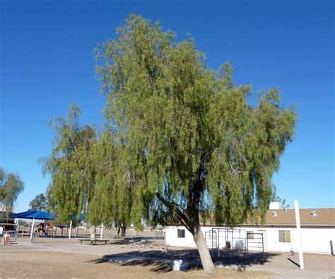 Willow Acacia Tree Arizona Jamey Major