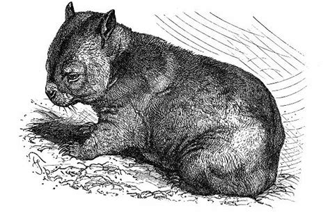 350 Wombats Drawing Illustrations Royalty Free Vector Graphics And Clip