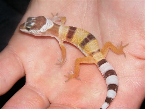 Nw England Baby Leopard Geckos For Sale Reptile Forums