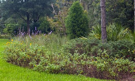 How To Start A Florida Native Plant Garden Plant City Observer