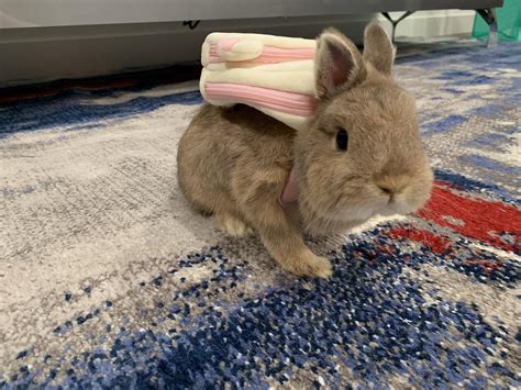 Cute Rabbit Baby Ready For School Tinypetstube