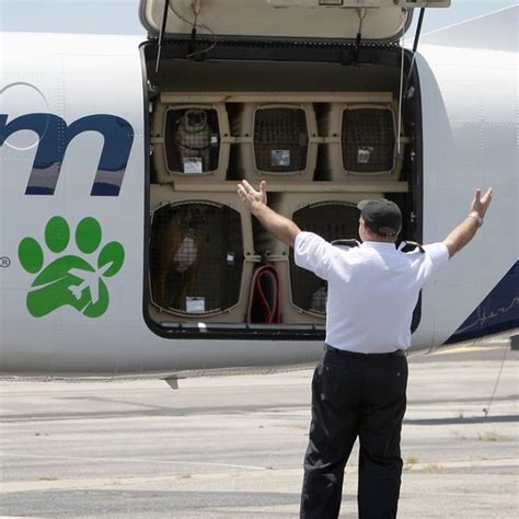 Special meals and food allergies. How Much is an Airline Ticket for Dogs? | USA Today