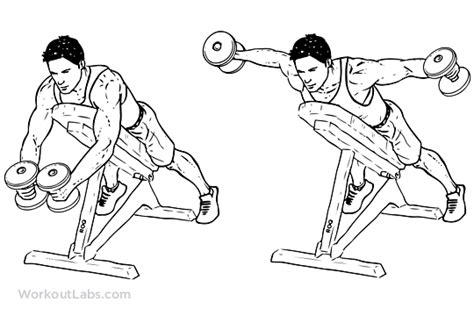 Reverse Flyes Illustrated Exercise Guide Workoutlabs