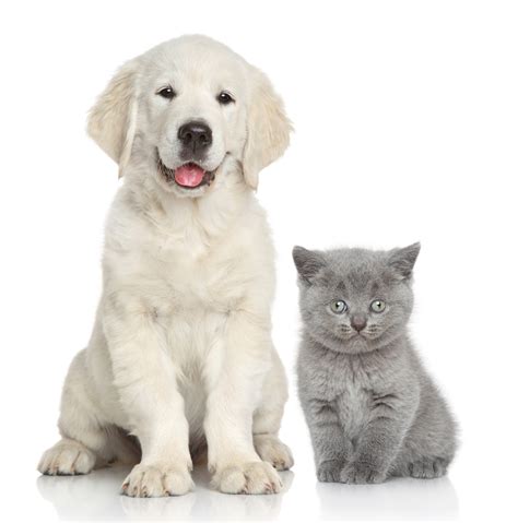 Cute Dog And Cat Together White Colours Wall Murals Wonder Wall