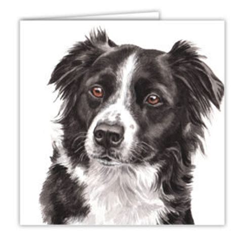Dog Cards Border Collie 154 Dog Cards Greeting Cards T Etsy