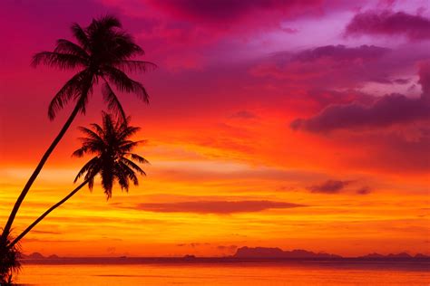 Hd Wallpaper Palm Trees Tropical Beach Beautiful Red Sky Ocean Nature