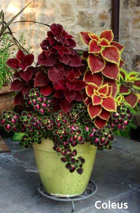 Best Resources For Coleus Plants Container Flowers Container Garden