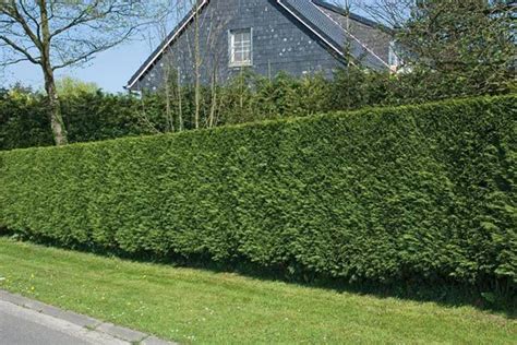 Plant Recommendations What Is The Best Privacy Hedge For The Us