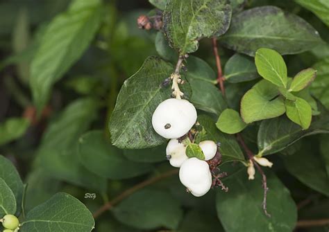 Common Snowberry Symphoricarpos Albus Monticello0260 Flickr