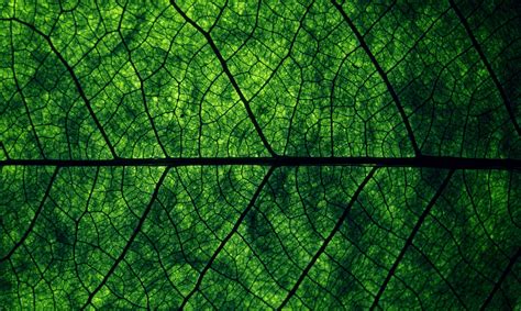 Wallpaper Sunlight Forest Reflection Plants Macro Branch