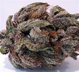 Pictures of Purple Dragon Marijuana