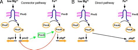 A Connector Of Two Component Regulatory Systems Promotes Signal