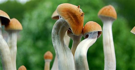 Denver Magic Mushrooms How A Scientific Revolution Decriminalized The Drug