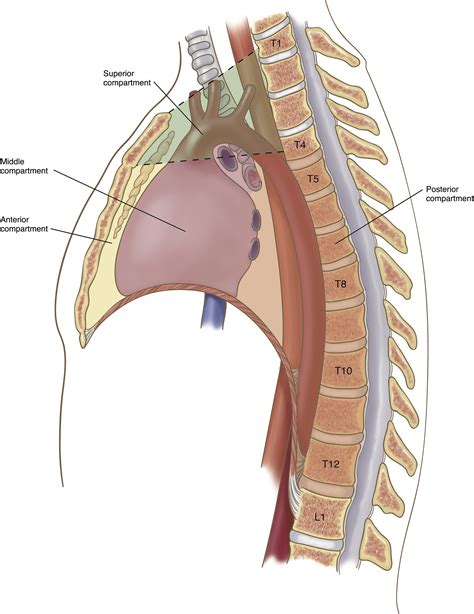 Mediastinal Divisions And Compartments Thoracic Surgery Clinics