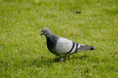 Pigeongrassnewfree Pictures Free Photos Free Image From