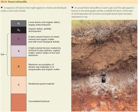 Forest Soil Profile Soil Soil Texture Soil Layers