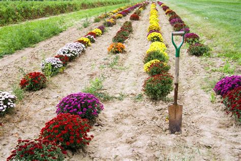 Colorful Mums At A Fall Farmers Market Stock Image Image Of