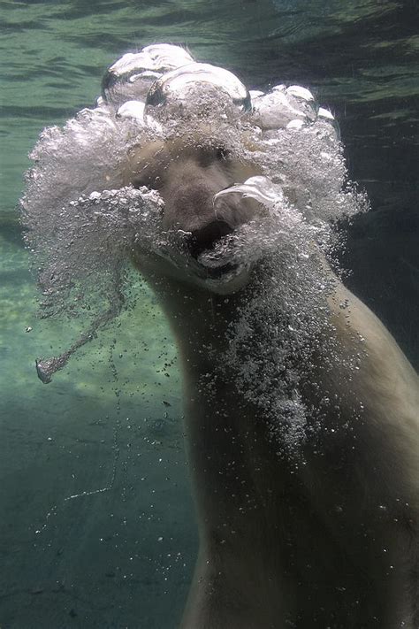 Polar Bear Swimming Underwater Photograph By San Diego Zoo Fine Art