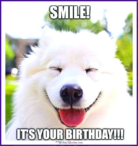 Happy Birthday Memes With Funny Cats Dogs And Animals