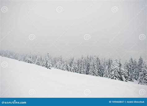 Pine Trees Covered By Snow On Mountain Chomiak Beautiful Winter Stock