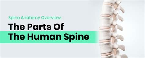 Spine Anatomy Overview The Parts Of The Human Spine 2022