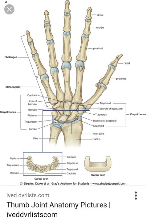 The femur or thighbone is the longest and largest bone in the human body. Pin on MEDICAL