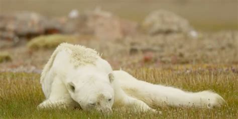 Starving Polar Bear Clings To Life In Viral National Geographic Video