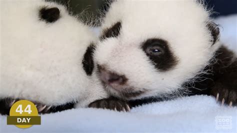 Baby Pandas First 100 Days In Three Minutes