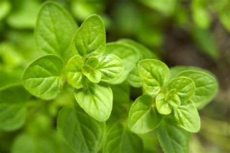 What Is Oregano Tips For Growing And Using The Herb