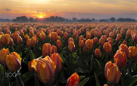 Sunset Tulips By Jhanna On 500px Tulips Tulip Fields Landscape