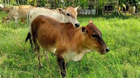 Anak Sapi Lembu Lucu Dan Jinak Makan Rumput Di Ladang Sawah Trik