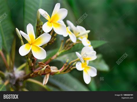 5 Petal White Flower Tree Flower
