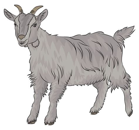 Free Show Goat Cliparts Download Free Show Goat Cliparts Png Images