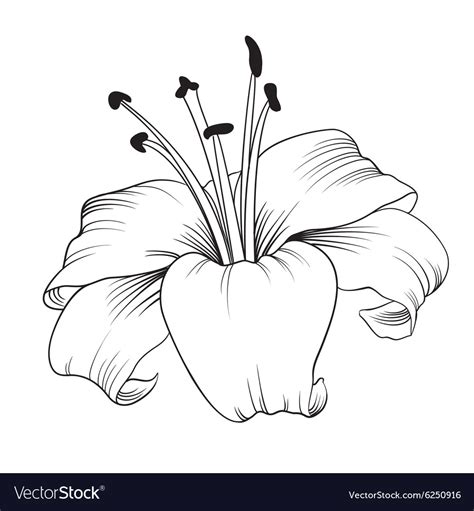 Blooming Lily Royalty Free Vector Image VectorStock