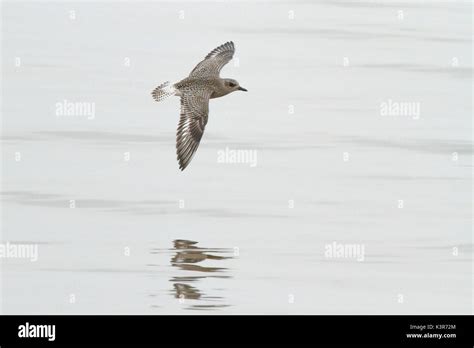 Lombary Italy Grey Plover Stock Photo Alamy