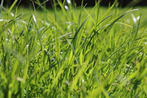 Selective Focus Of Green Grass Field Free Image Peakpx