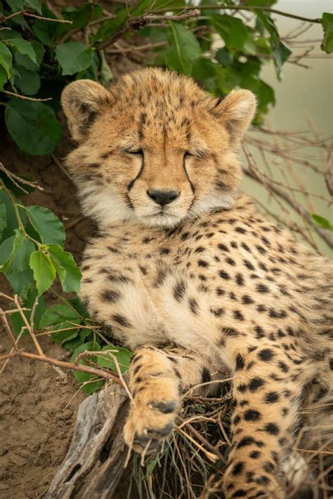 Close Up Of Cheetah Cub Asleep By Bush Stock Photo Image Of Animal