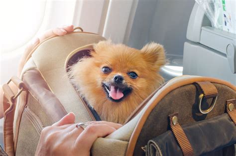 Taking Your Dog On A Plane Dos And Donts