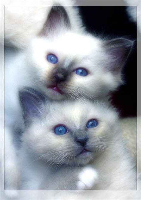 Blue Eyed Kitties Kittens Photo 41495273 Fanpop