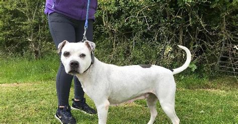 5 Loveable Pets Who Need Forever Homes In 2023 Staffordshire Live