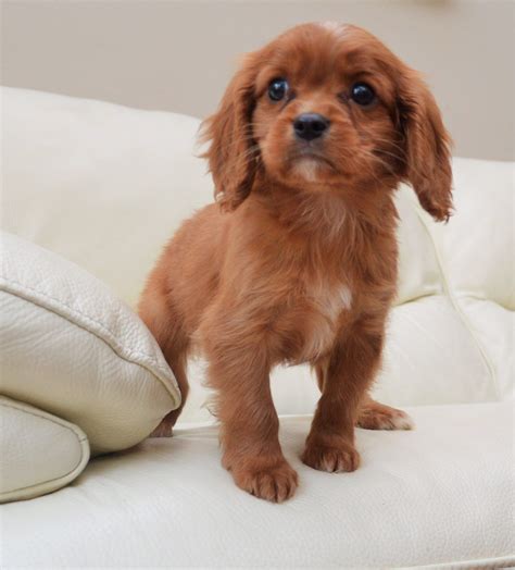 Ranges from $1,200 to $6,000. King Charles Cavalier Puppies RUBY BOY | Romford, Essex | Pets4Homes