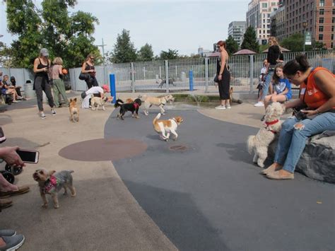 A Complete List Of Small Dog Parks In Nyc Boogie The Pug