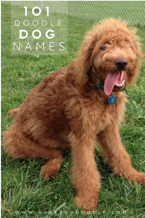 Dreaming Up The Perfect Name For Your Doodle Dog Finding A Dog Name