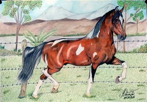 Desenho Realista Colorido Cavalo Desenho Pintura De Cavalo Desenhos