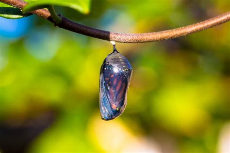 Identifying Insect Cocoons In Your Landscape And Garden Hgtv