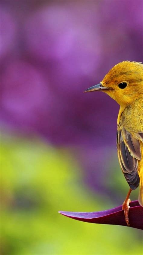 Beautiful Yellow Bird Hd Spring Wallpaper Wallpaper Download 1080x1920