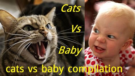 Cats Vs Babies Compilation Cats Fight With Babies Funny Cats Video
