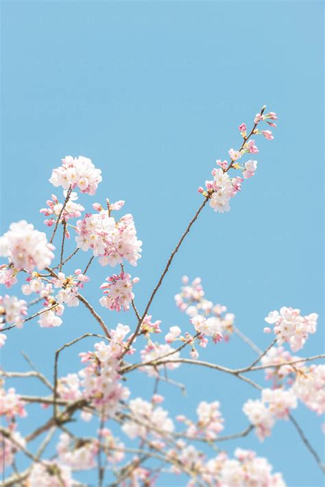 Spring Cherry Blossoms By Stocksy Contributor Ronnie Comeau Stocksy
