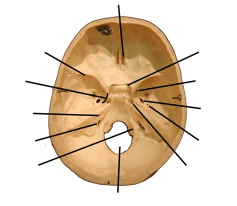 68 05 Cranial Fossa Diagram Quizlet